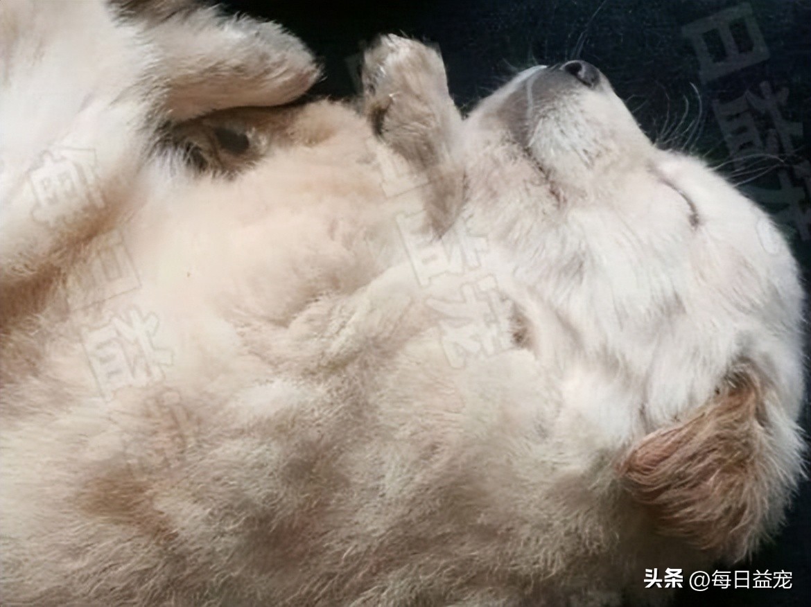 土狗趴地上尿尿怎么回事,土狗撒尿在金毛身上