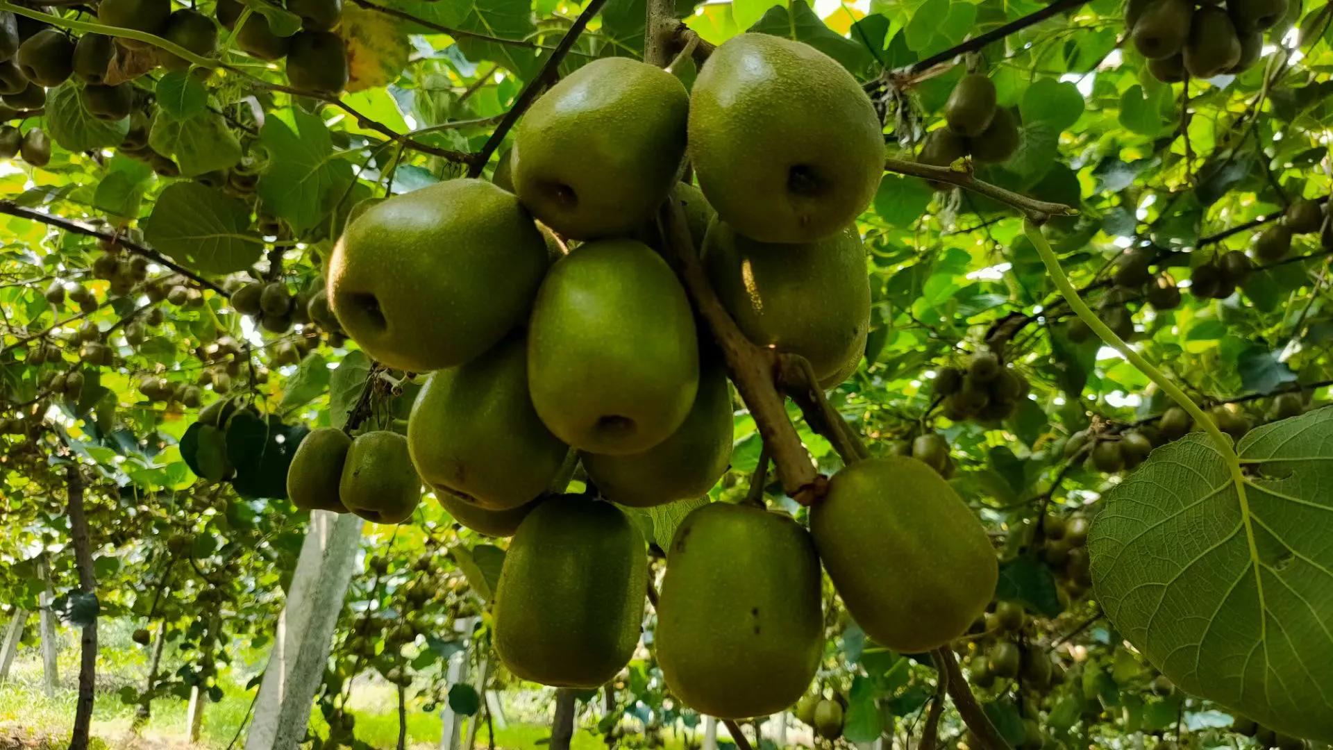 柑橘树最新行情,下半年猕猴桃走势预测