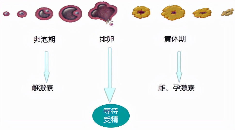 怕ta不来，又怕ta乱来！女生关于月经那点事儿