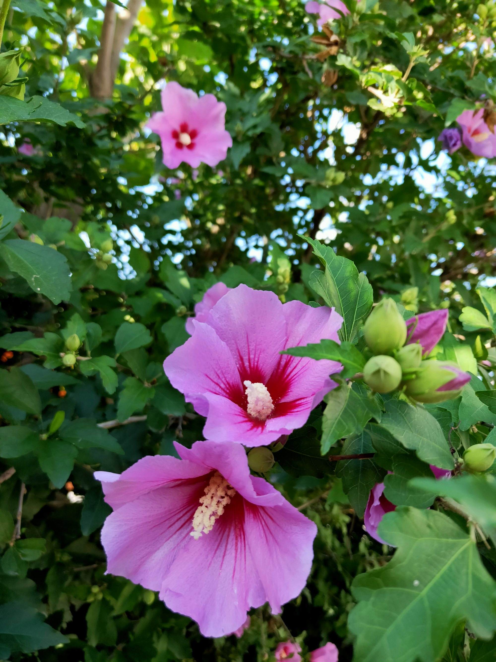 家里有一片地种菜,家里有块空地该种什么果蔬