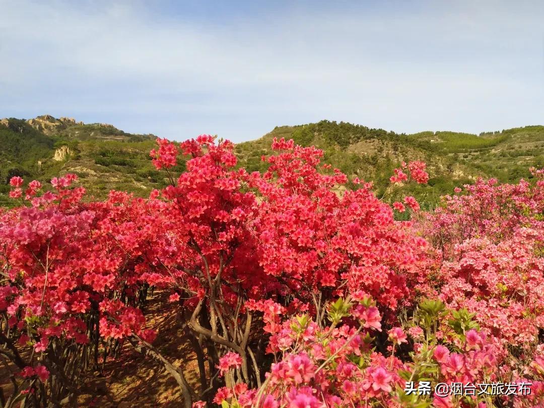大山里映山红好美,映山红的美丽之处