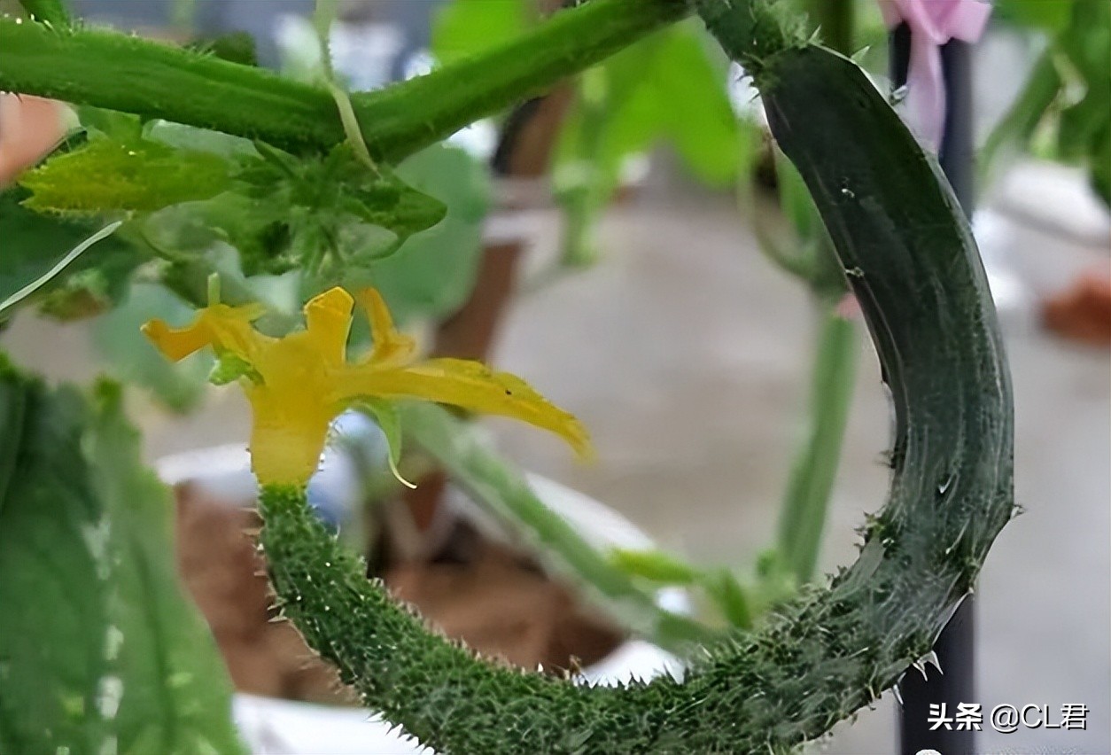 黄瓜“弯瓜”怎么办？老菜农一根牙签就搞定，5步预防法轻松解决