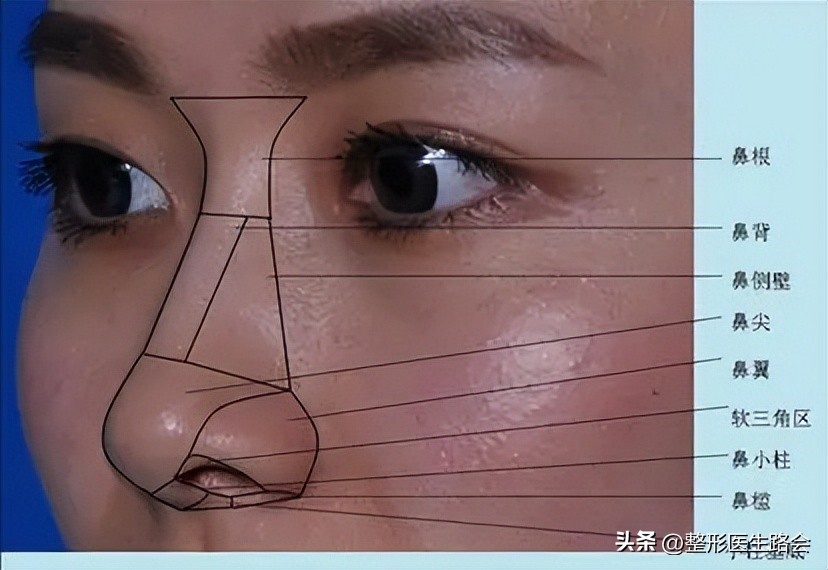 鼻部美学四个关键角度,鼻部美学标准图解