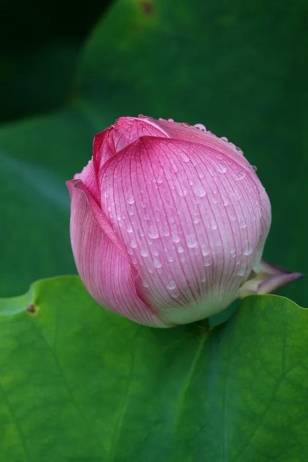 莲出淤泥而不染濯清涟而不妖,荷花出泥而不染芙蓉出水更娇艳