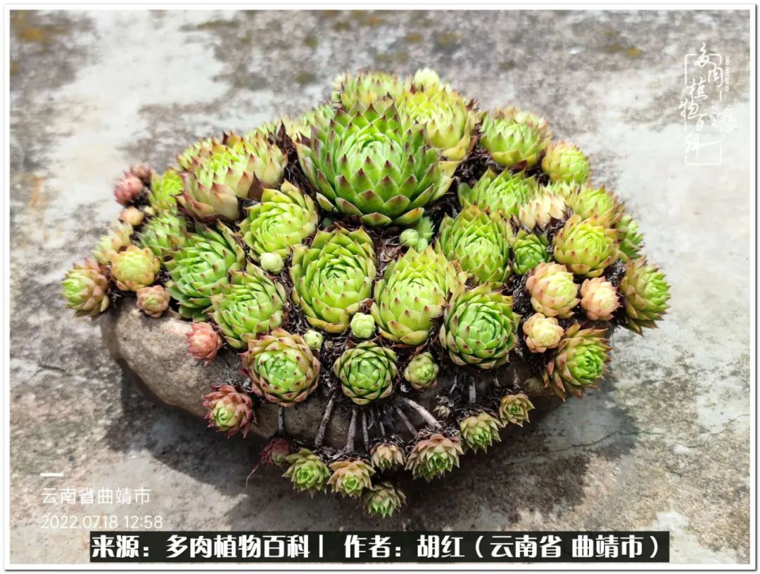 多肉植物里的糖,多肉生活的调味剂