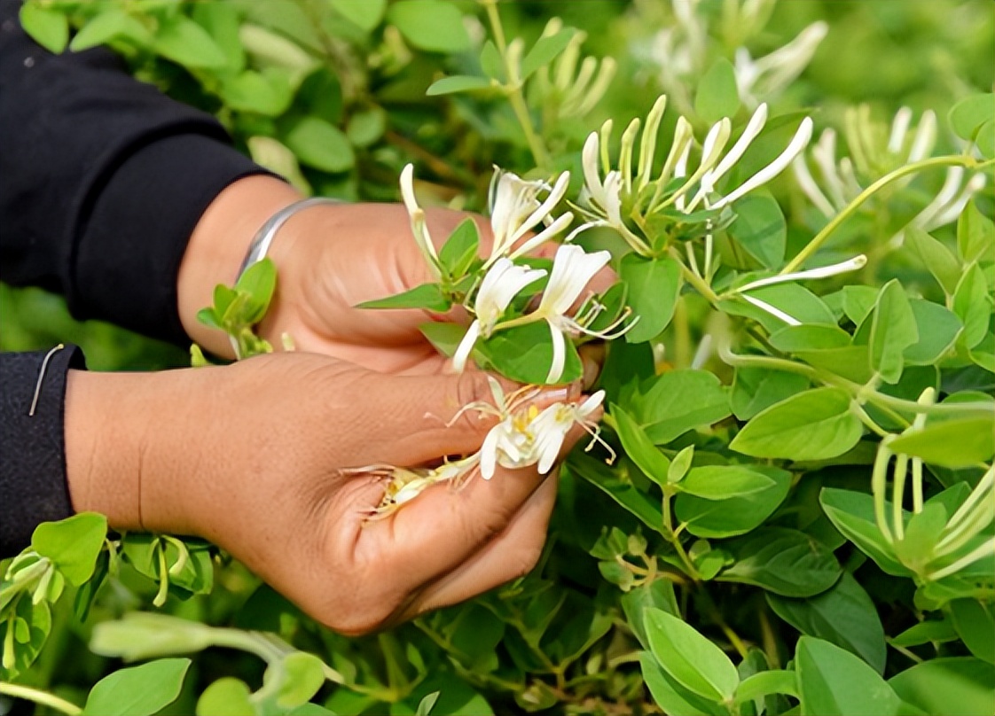 如何进行金银花栽培管理，有没有什么注意事项?