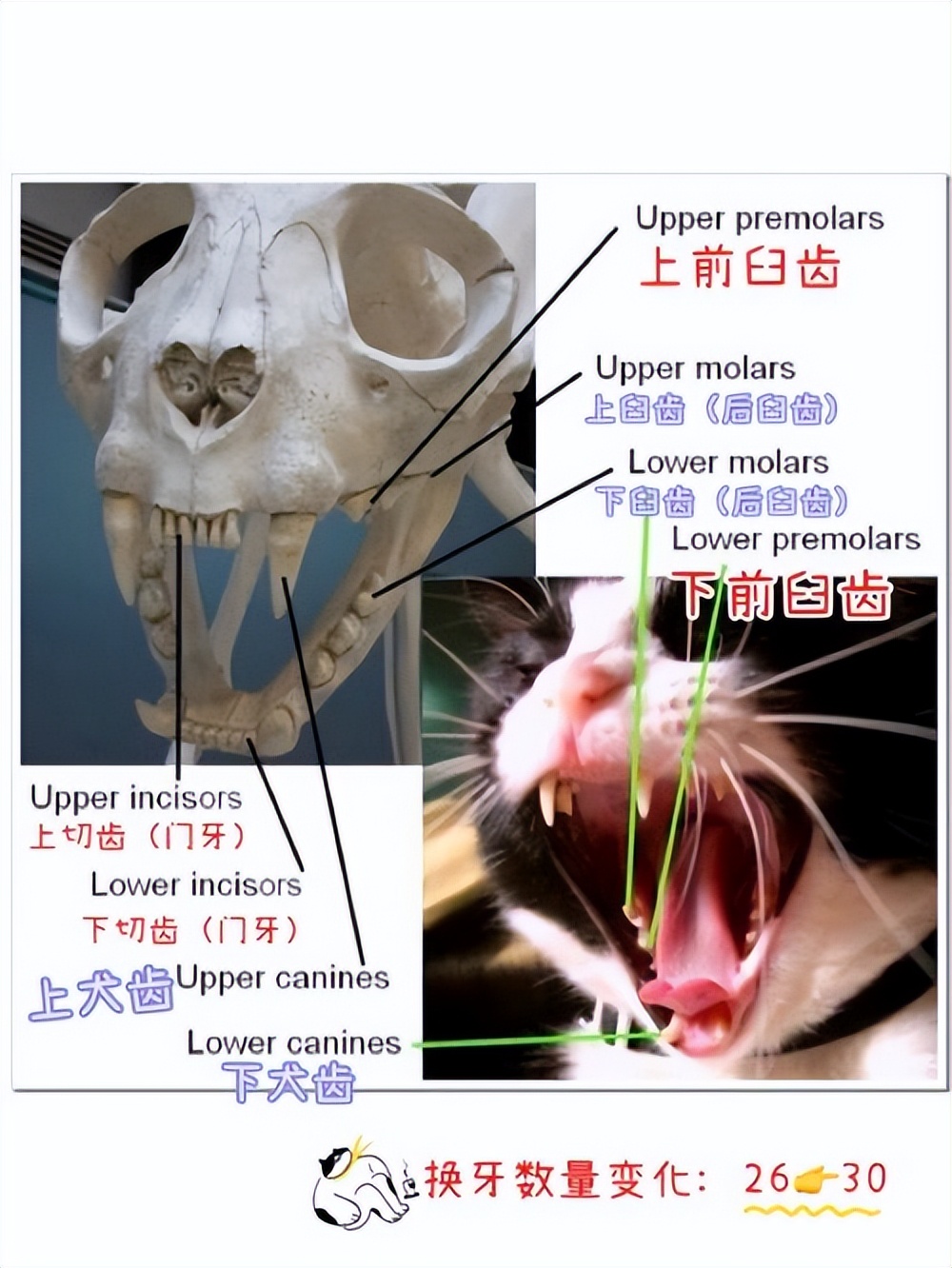 猫换牙齿,猫换牙会有什么症状