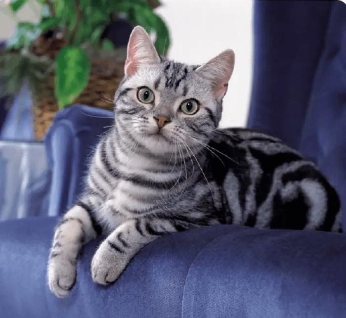 铲屎官必看!解决猫咪难以言说的泌尿道之痛—尿道口闭塞