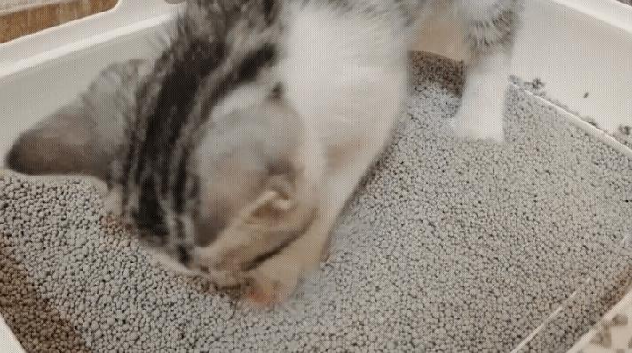 几百块钱买的猫靠谱吗,几百块的猫是真的吗