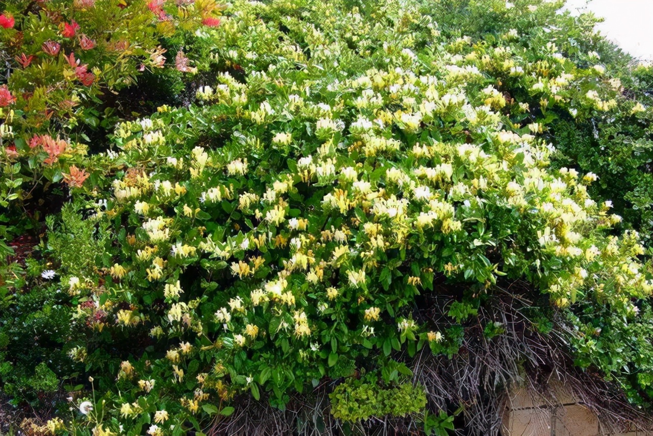 院子里葡萄架越来越少，不是不喜欢，而是这12种藤蔓植物能替代它