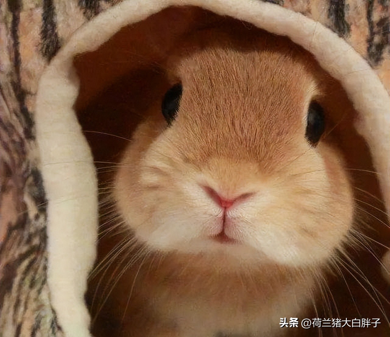 兔子不排便怎么回事,兔子总是大便在兔粮里怎么办