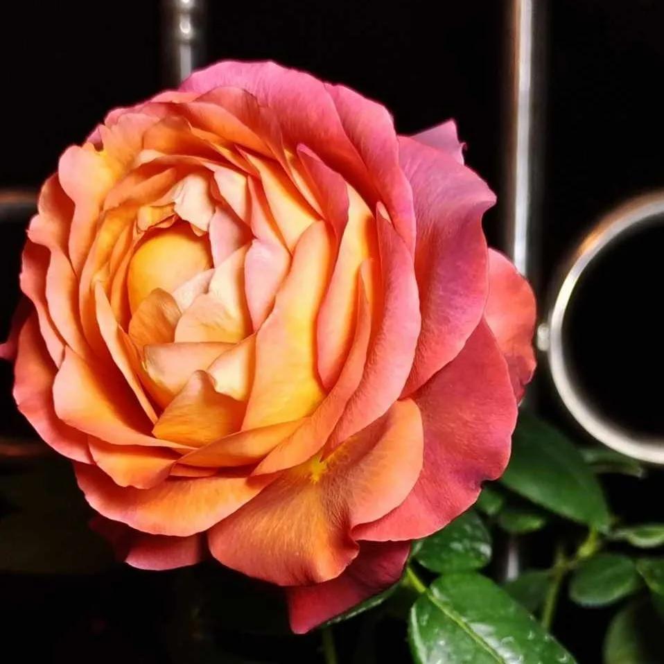 过期药片浇花的正确方法,过期药片是养花宝贝肥效强10倍