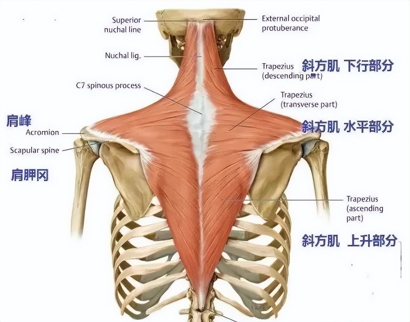 针刺放血哪些穴位治疗失眠,针刺放血治疗失眠吗