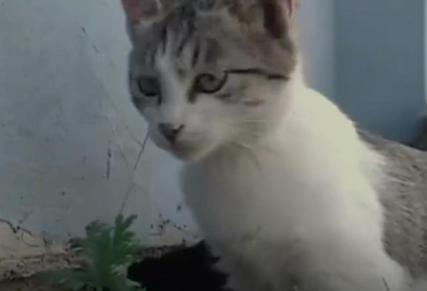 1000只猫鼠大战,72只猫灭鼠大战真实视频