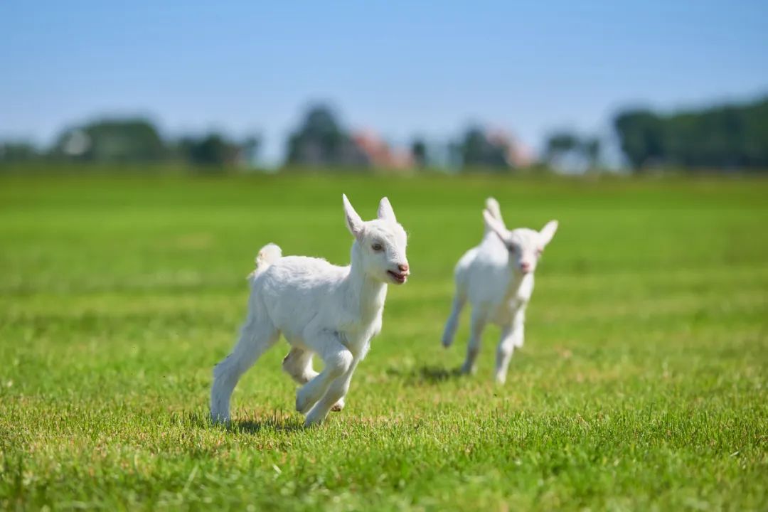 佳贝艾特羊奶粉百年乳企,澳优佳贝艾特