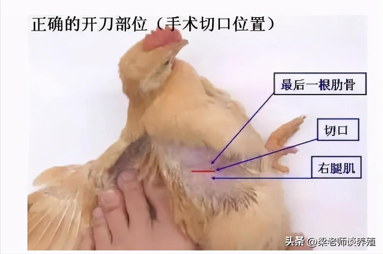 阉鸡技艺从什么时候开始的,古老的阉鸡方法