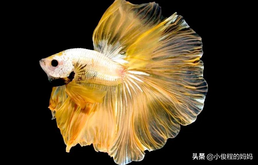 泰国斗鱼的图片大全集,泰国斗鱼公母混养