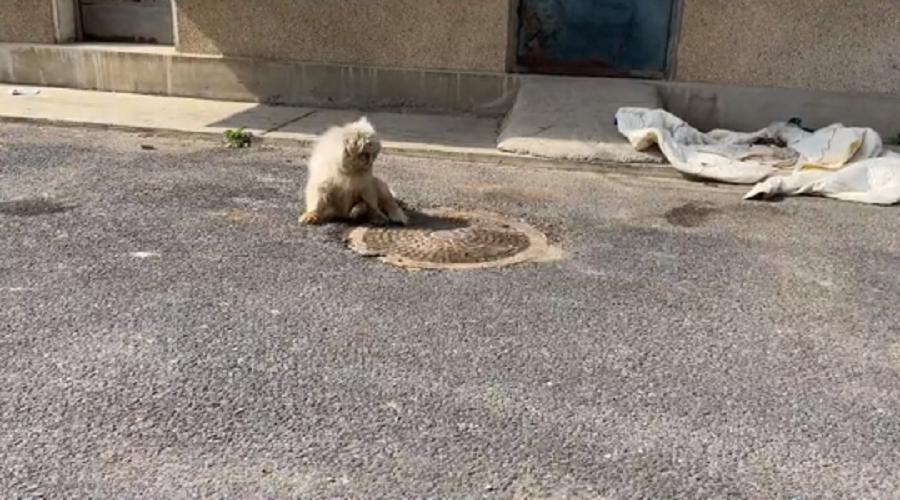 辽宁:连走路都走不稳的老京巴,十多年的陪伴,终究还是错付了