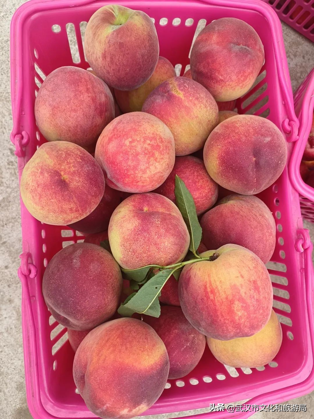 花朝河湾旅游景区本地人要门票吗,潘塘罗杨村花朝河湾景区最新消息