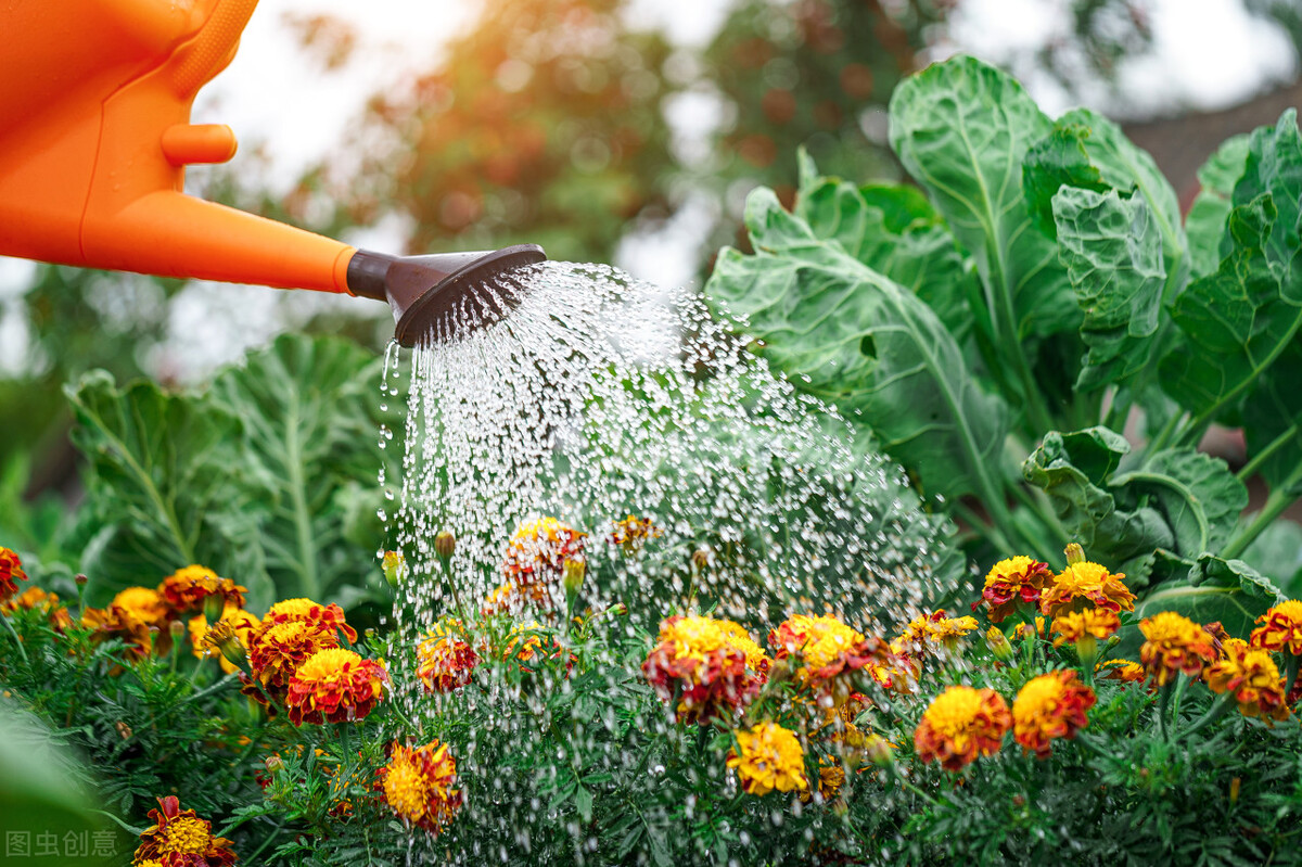 养花夺命水浇1盆死1盆你还在用吗,五种浇水浇死的植物