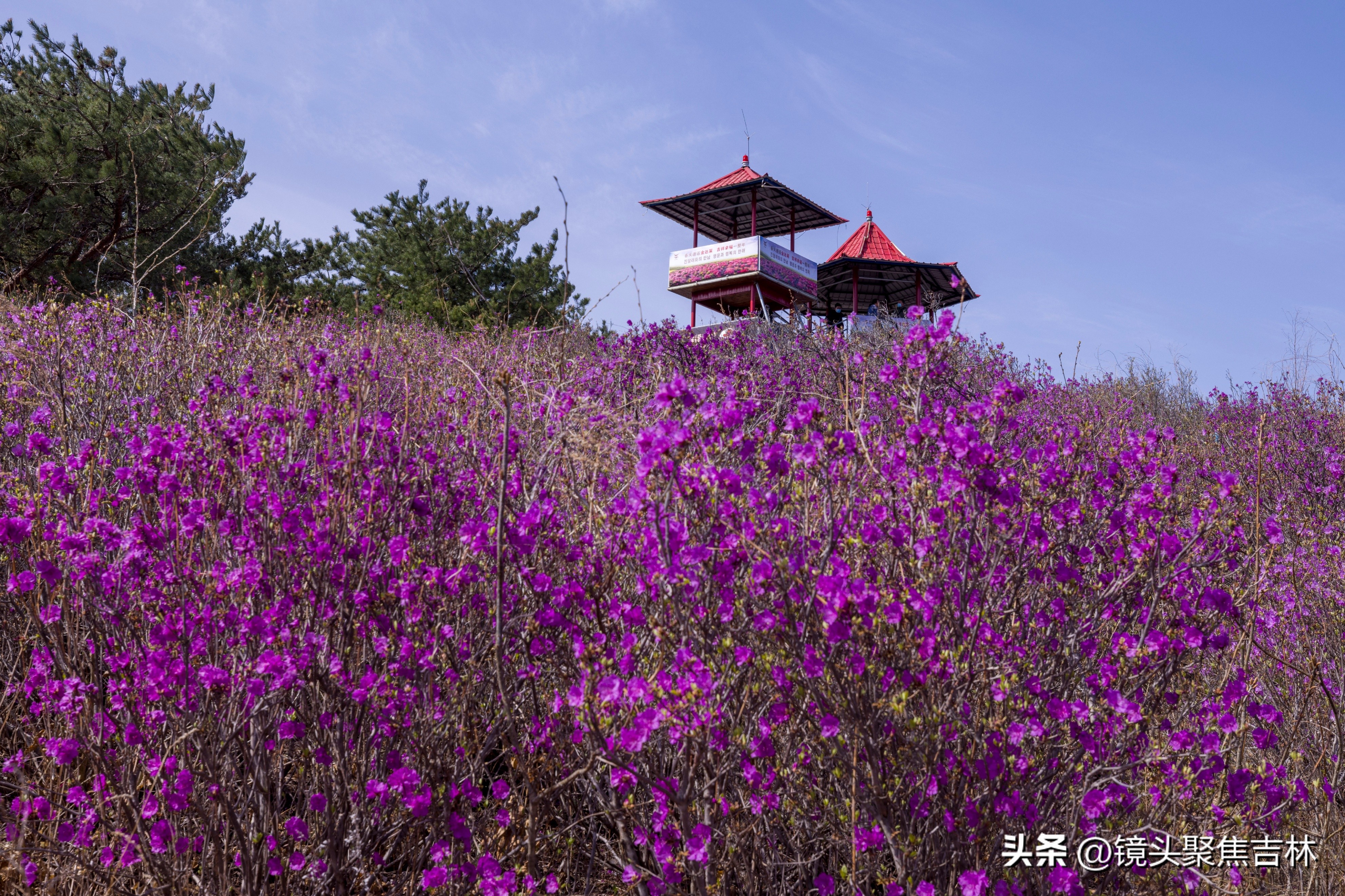 *光春**明媚吉林延边州金达莱花开美如“童话世界”