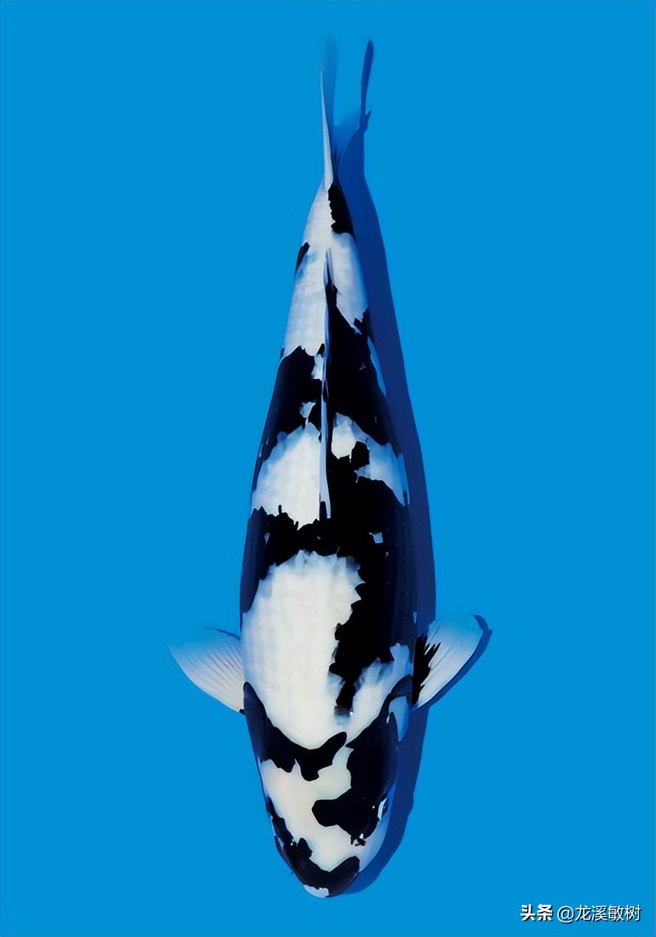 锦鲤分多少种什么样的锦鲤最好养,锦鲤要怎么选才能选到好的锦鲤