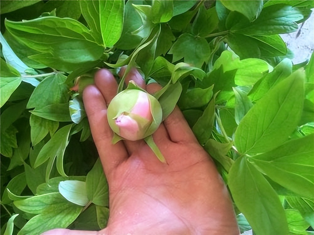 春节不能错过的3种花,逛花市买花需注意什么