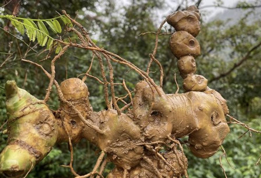 种植野生老虎姜,野生老虎姜种植视频