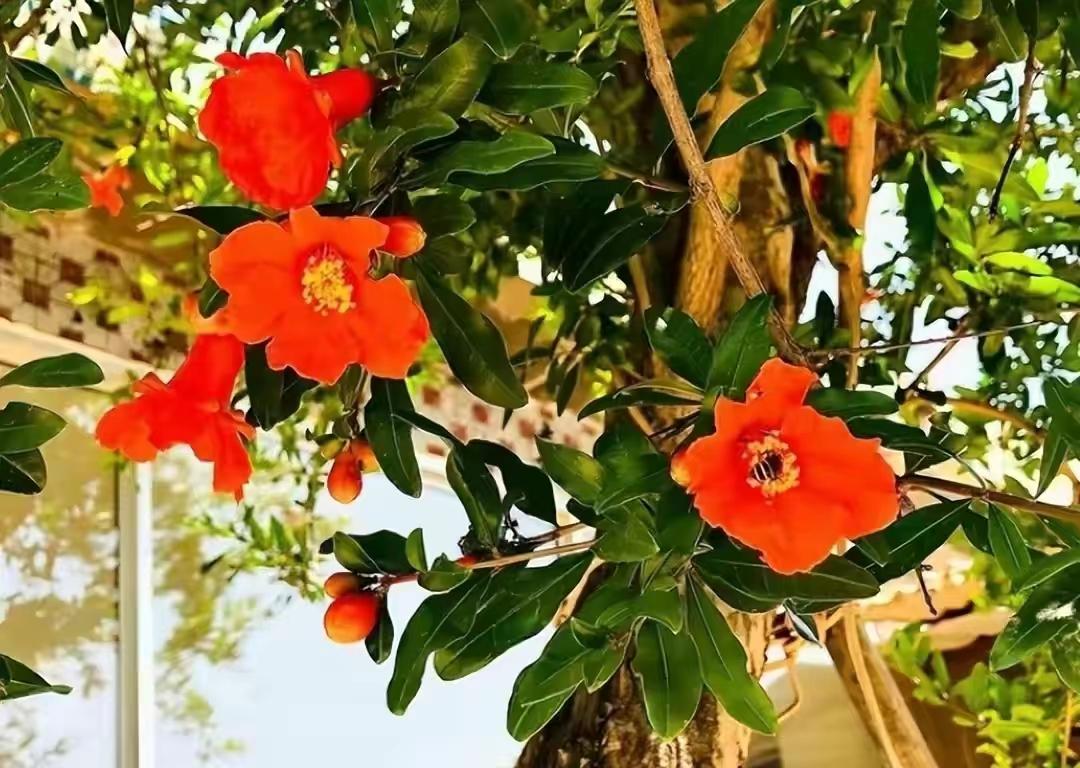 庭院种8棵树风水寓意,8种院子树