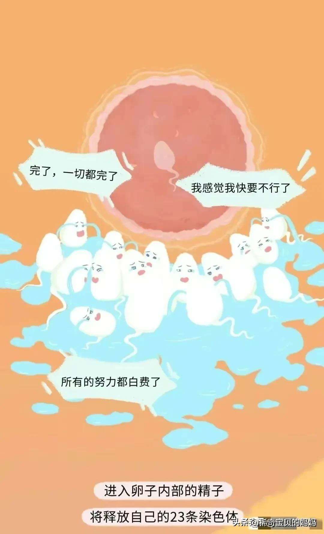 科普知识小蝌蚪怎么成长为青蛙,小蝌蚪动画的成长过程