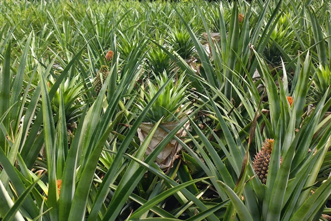 百千万工程助力乡村振兴惠州,百千万工程助力乡村振兴中山