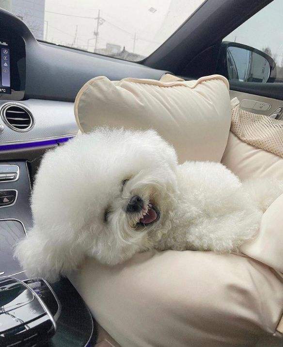 宠物狗哪种比较好养不叫,什么宠物狗最好养又听话不拆家