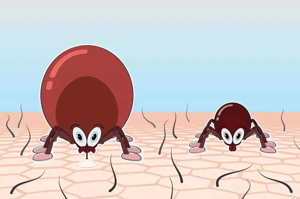 蜱虫会整个钻入身体吗,吸血蜱虫究竟有多可怕