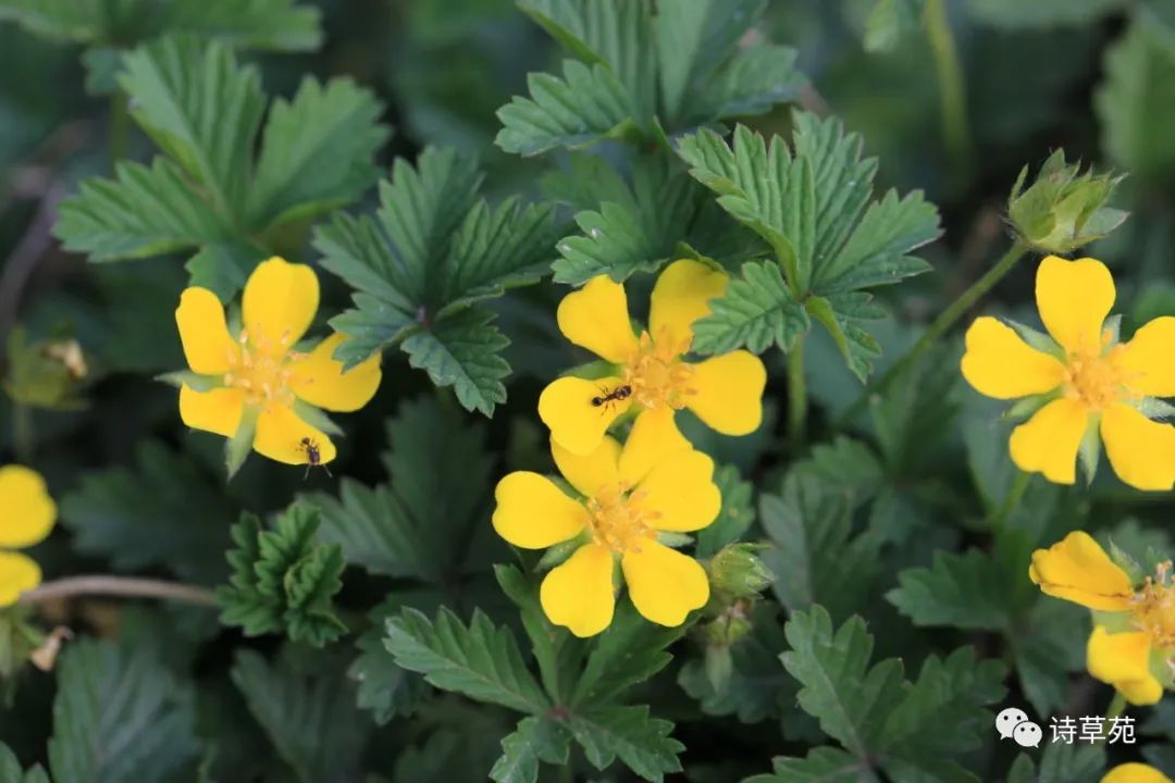 蚂蚁为什么晴天采蜜,蚂蚁在采蜜