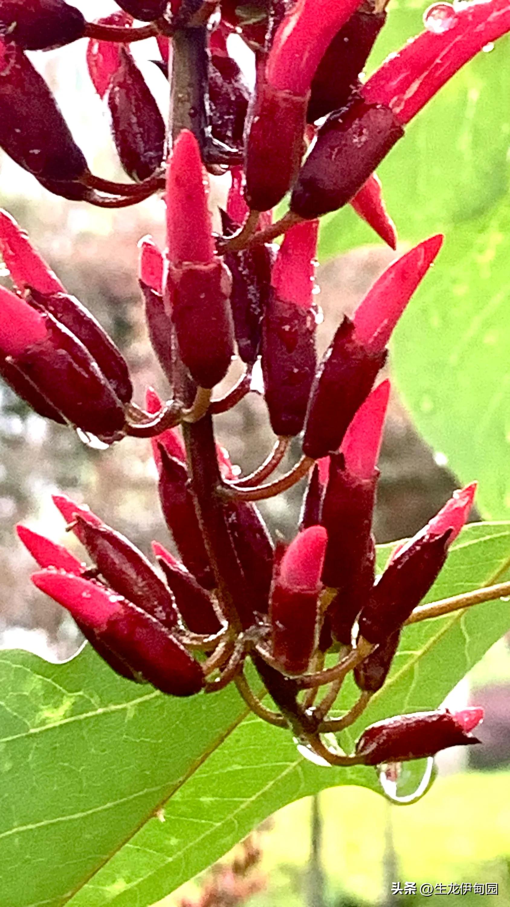 龙牙花作品,龙牙花
