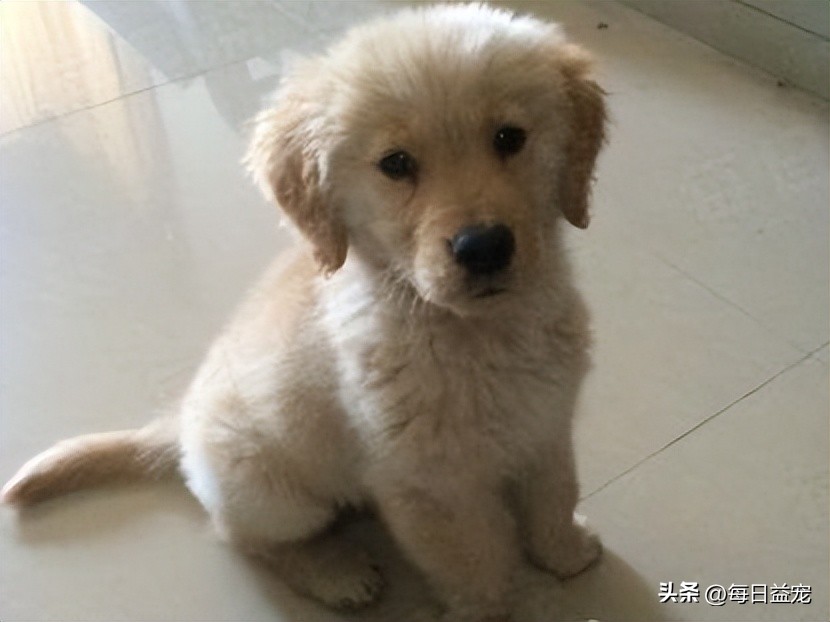 土狗趴地上尿尿怎么回事,土狗撒尿在金毛身上