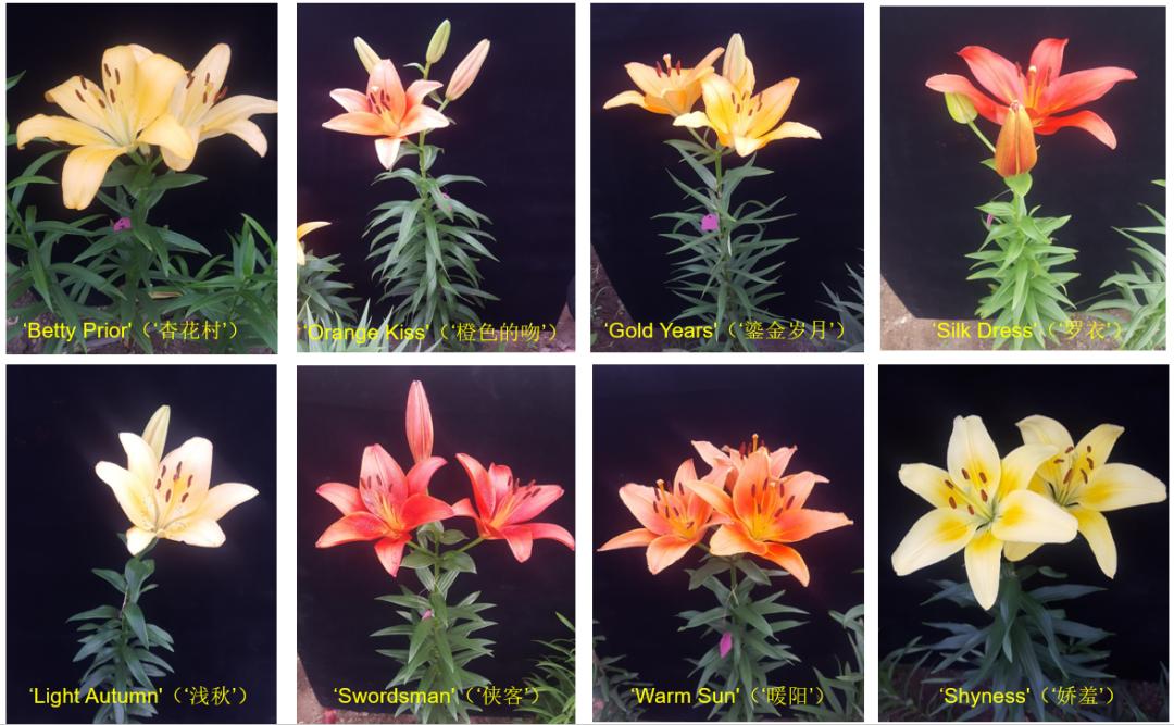 种的百合,种好百合最大的难题是什么