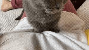 为什么猫咪上床前会舔毛,猫咪为什么上床声音那么大