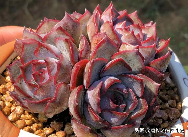 暗冰和赫拉，易上色的月影与“纯欲系”多肉的代表，你都养了吗？