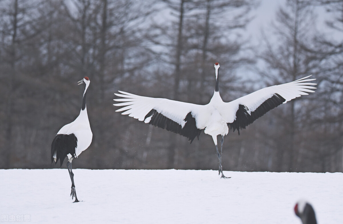 东周列国春秋篇美人,春秋美人篇