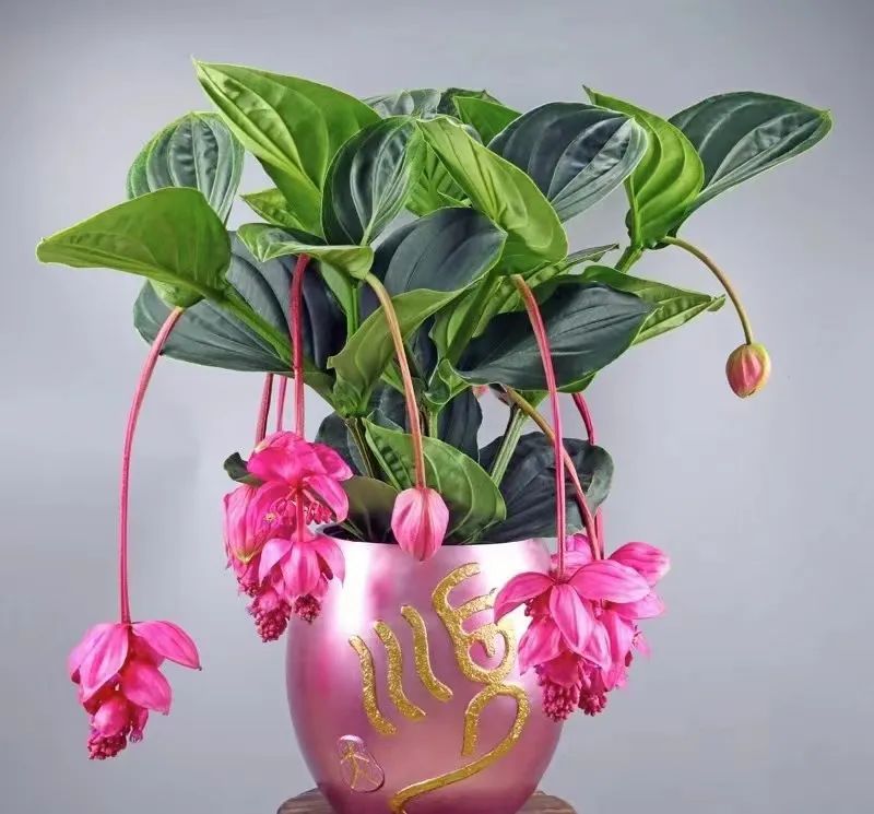 办公室花卉大气上档次,高端大气上档次花卉康乃馨