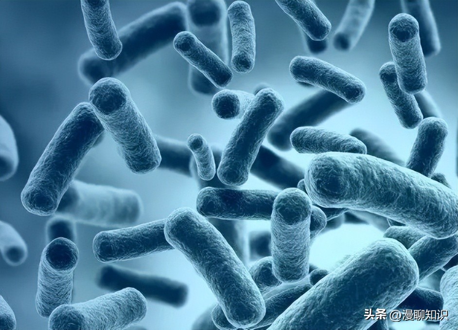 大肠杆菌的结构名称,大肠杆菌菌株基因型