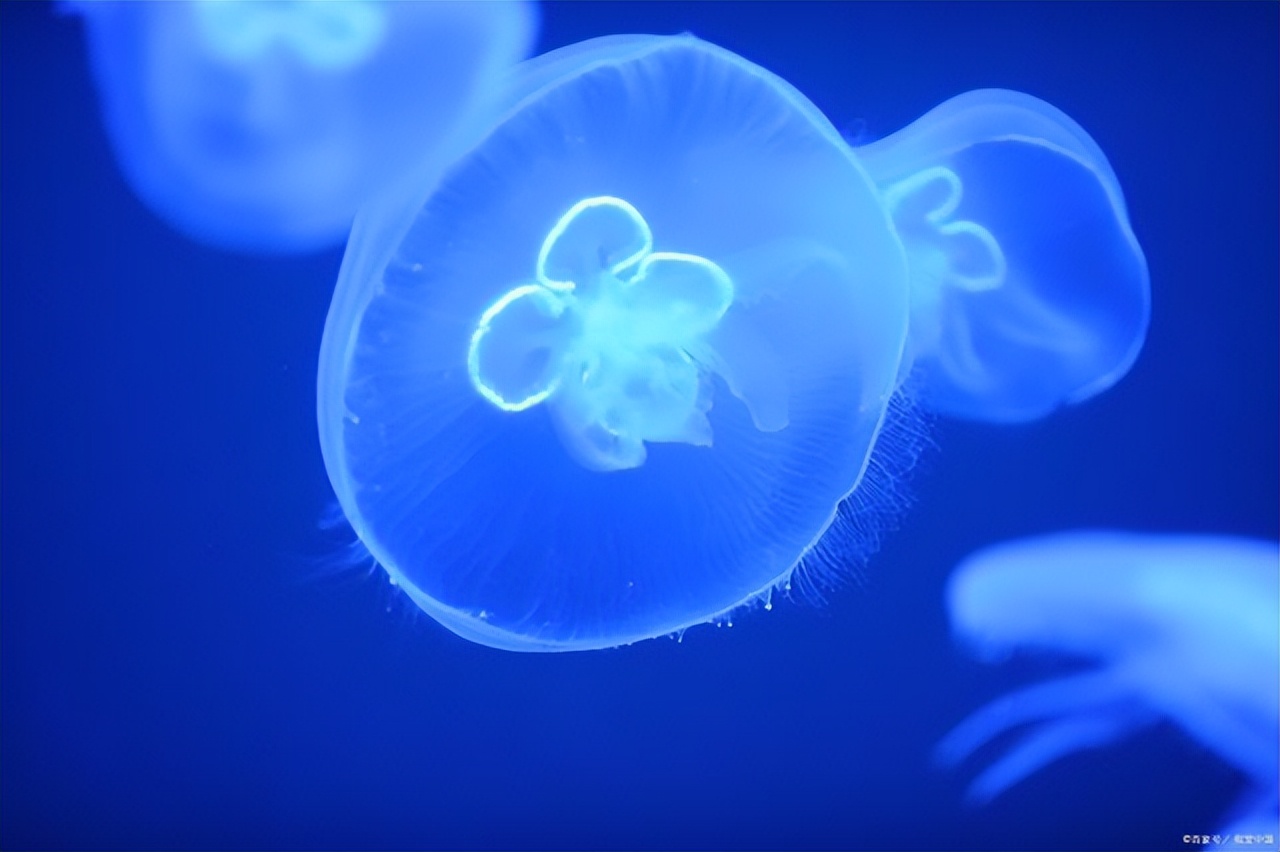 外阴白斑一般发病率多少,外阴白斑的病因