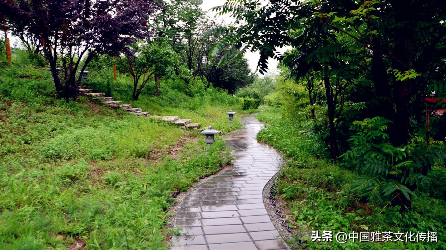 几缕茶香,一壶清茶几缕阳光几分优雅