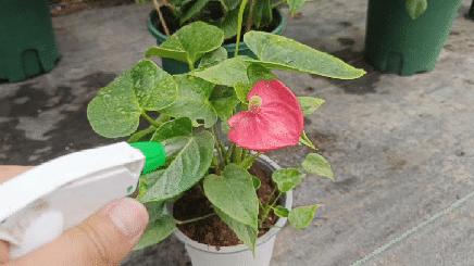 红掌叶子发黄焦边干枯掉叶掉花,红掌叶子枯萎了怎么补救