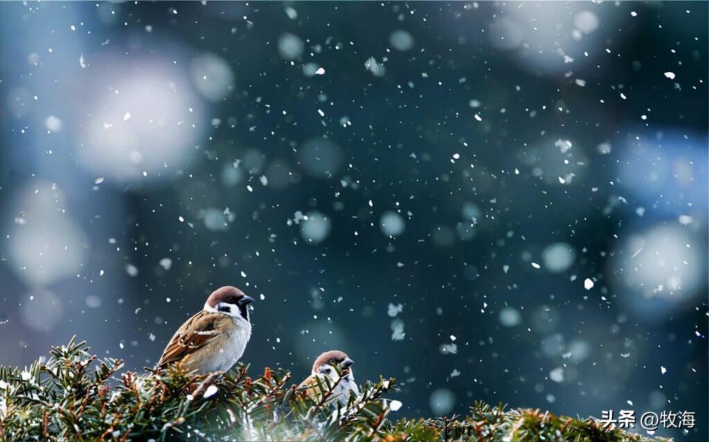 麻雀的寿命大约能活到多少,麻雀的寿命最长能活多少年