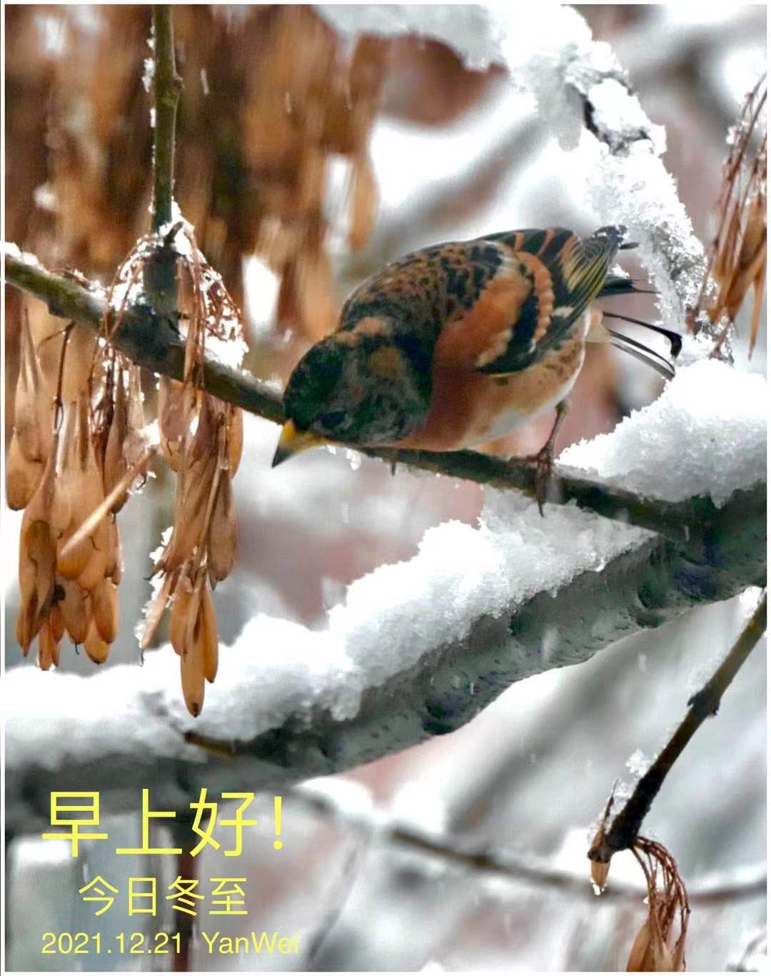 「战友美文」女作家张雪梅长篇小说《曾是女兵》（连载10）