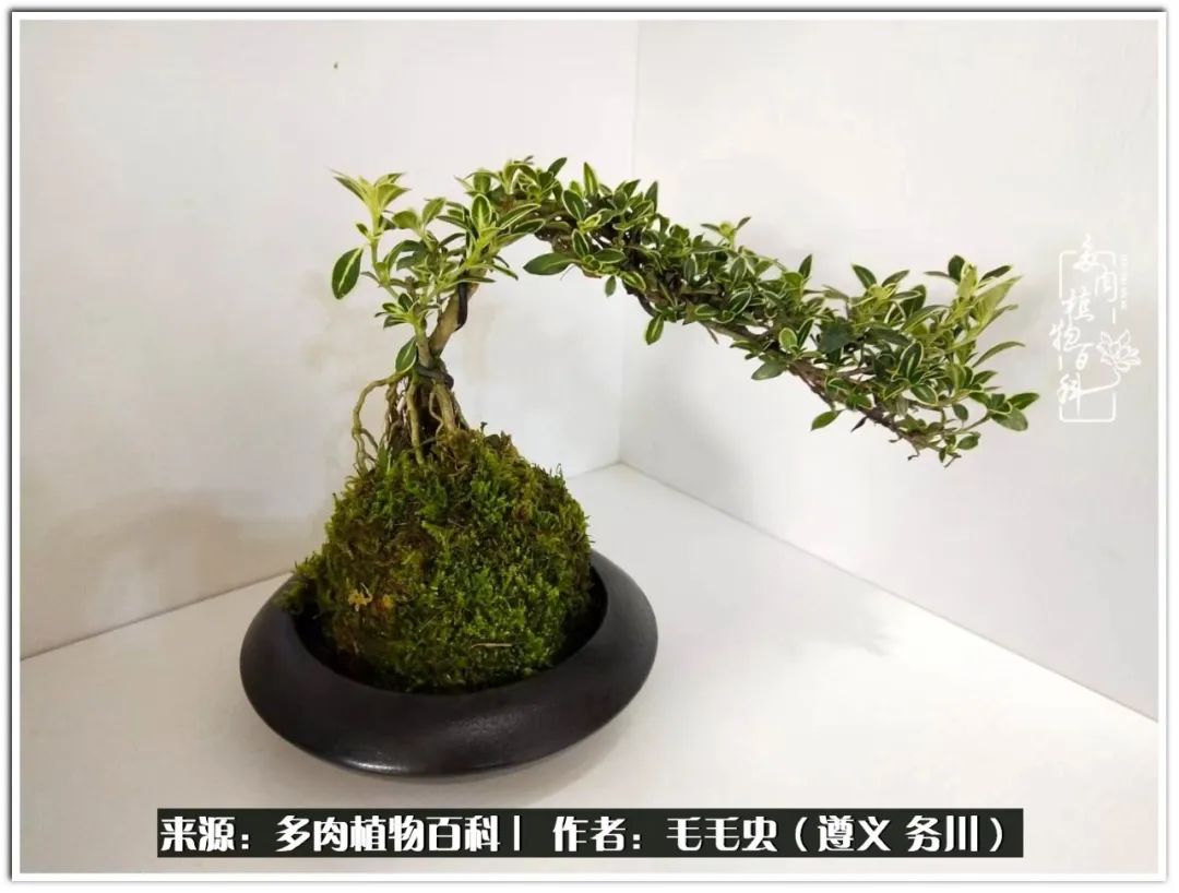 多肉可抵岁月,多肉之花语