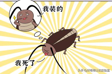 家里踩死的蟑螂，为啥一会儿就自动消失了？