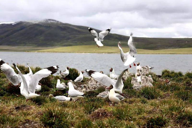 雪山下的梦幻足球场,西藏雪山下的球场
